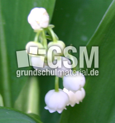 Maigloeckchen-3.jpg